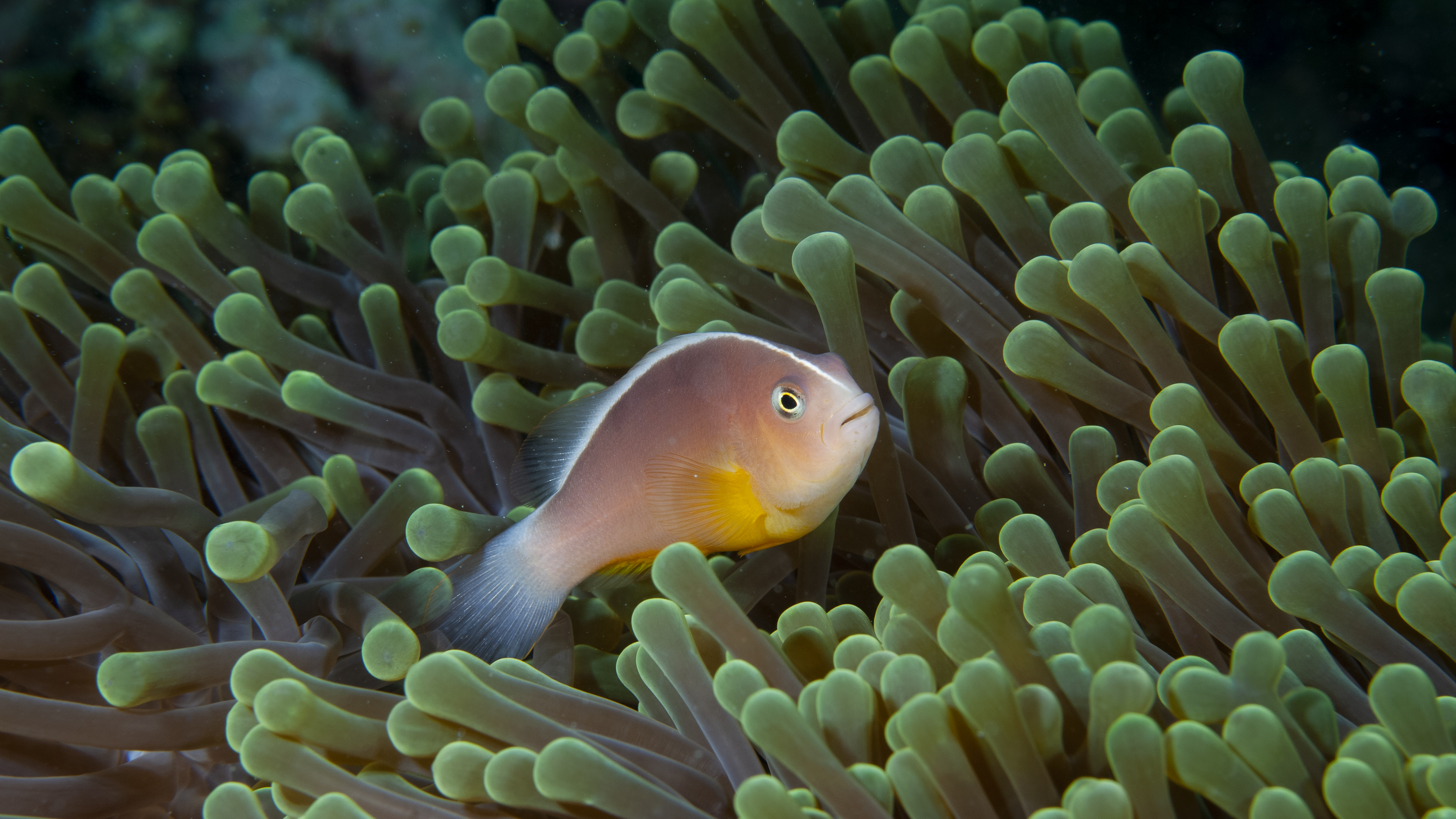 Clownfish and Anemone