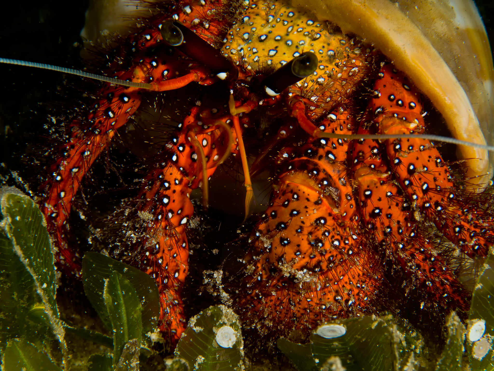 Hermit Crab