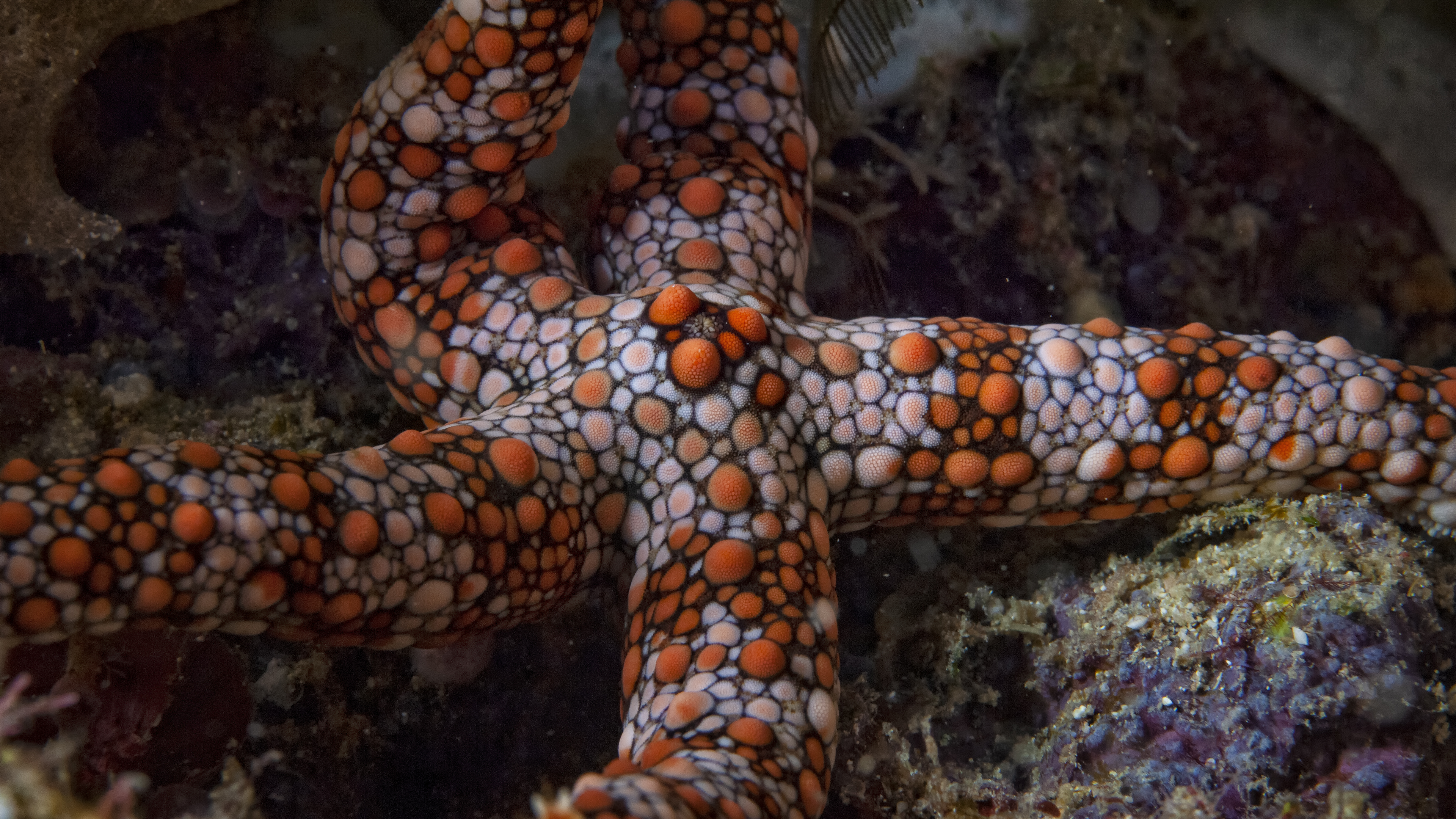 Starfish