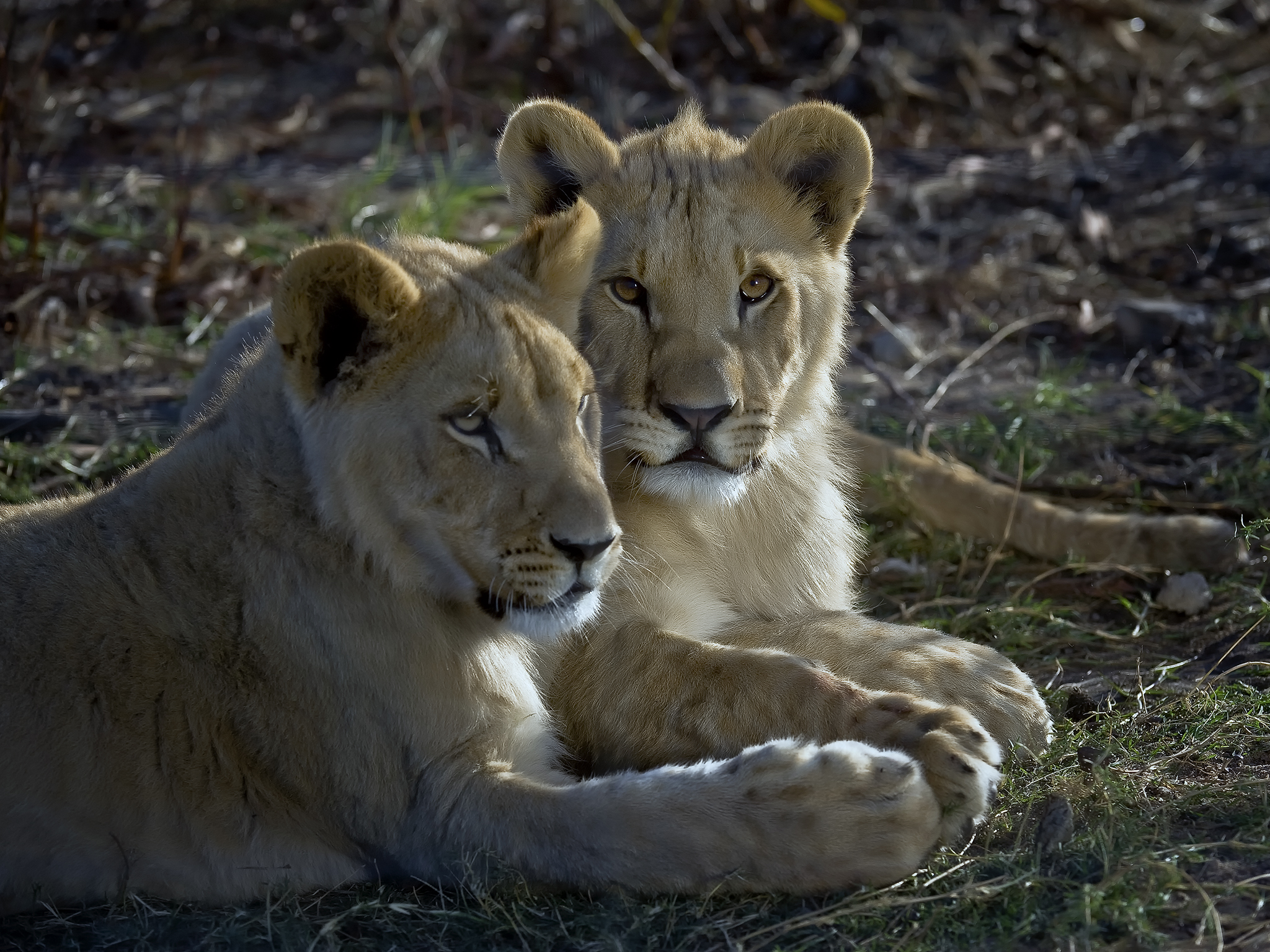 Lion Cubs