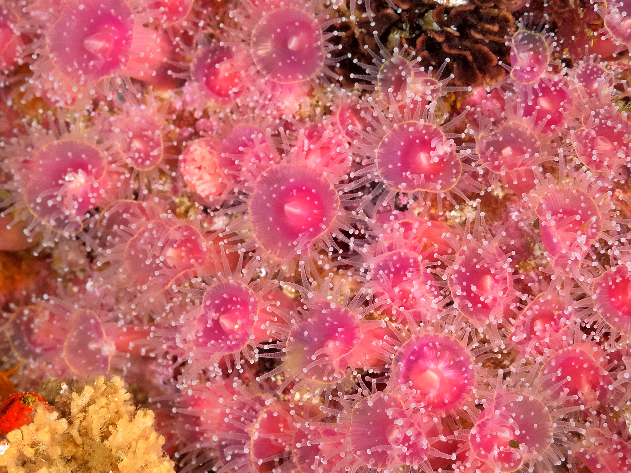 Strawberry Anemones