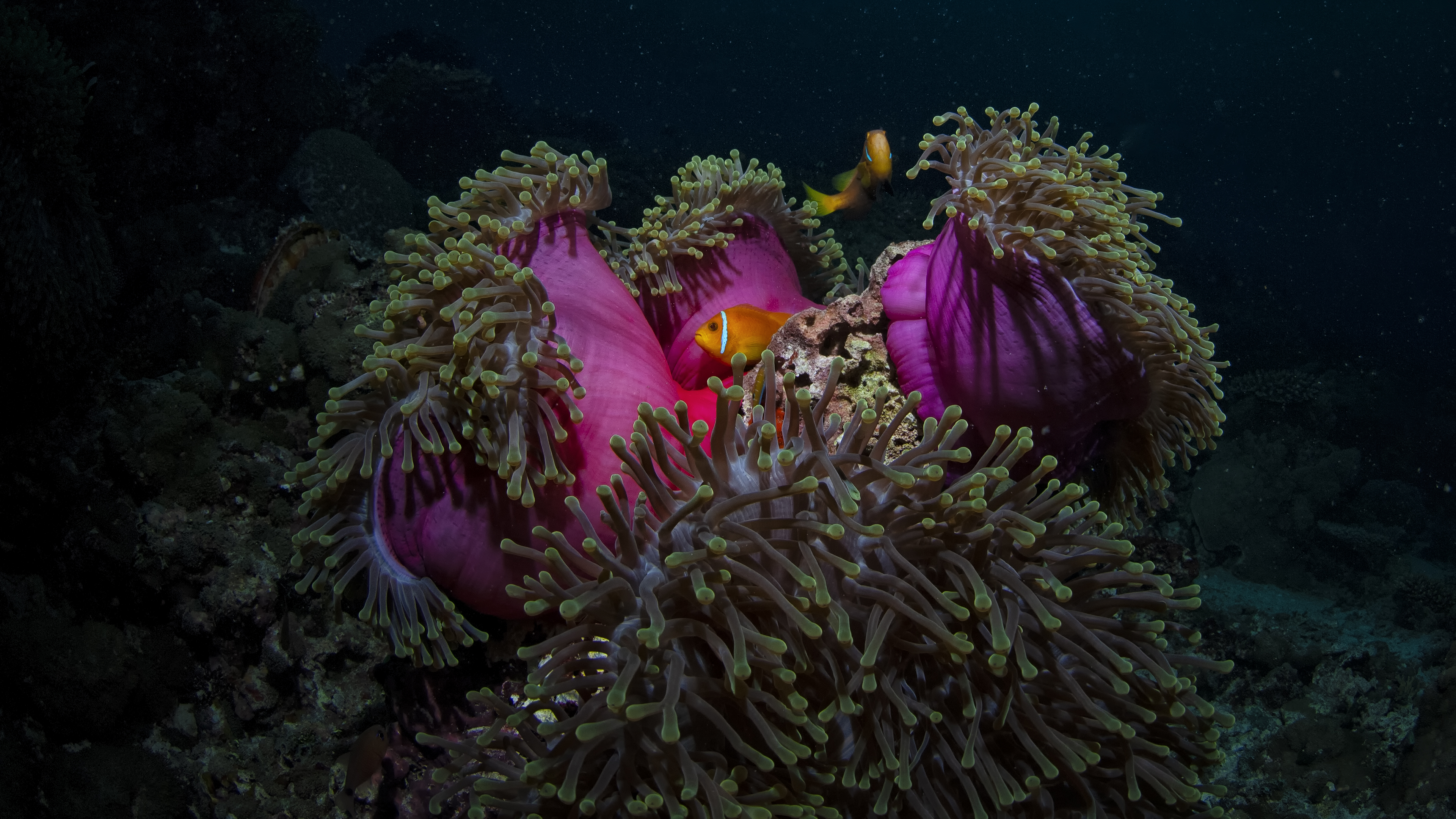 Red Anemone and Clownfish