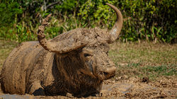 Loving the Mud