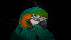 Parrot