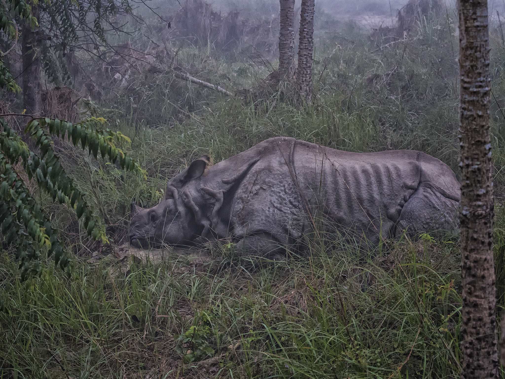 One Horned Asian Rhino