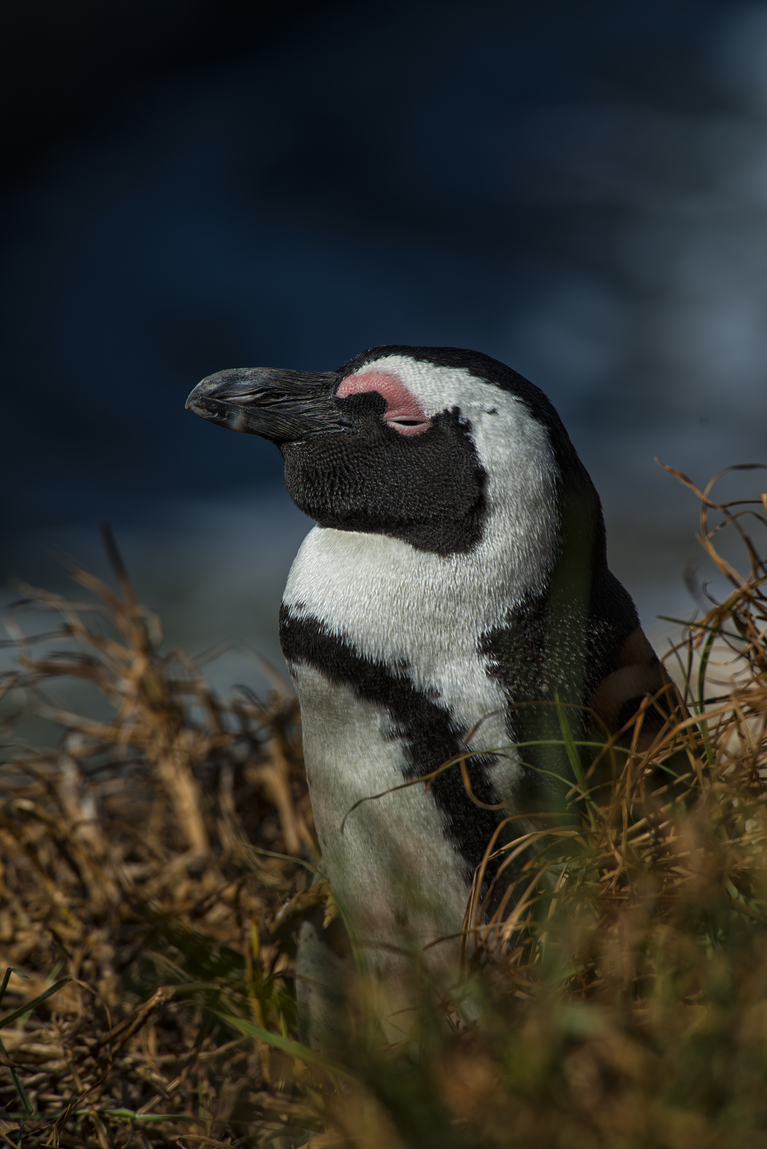 South African Penguin