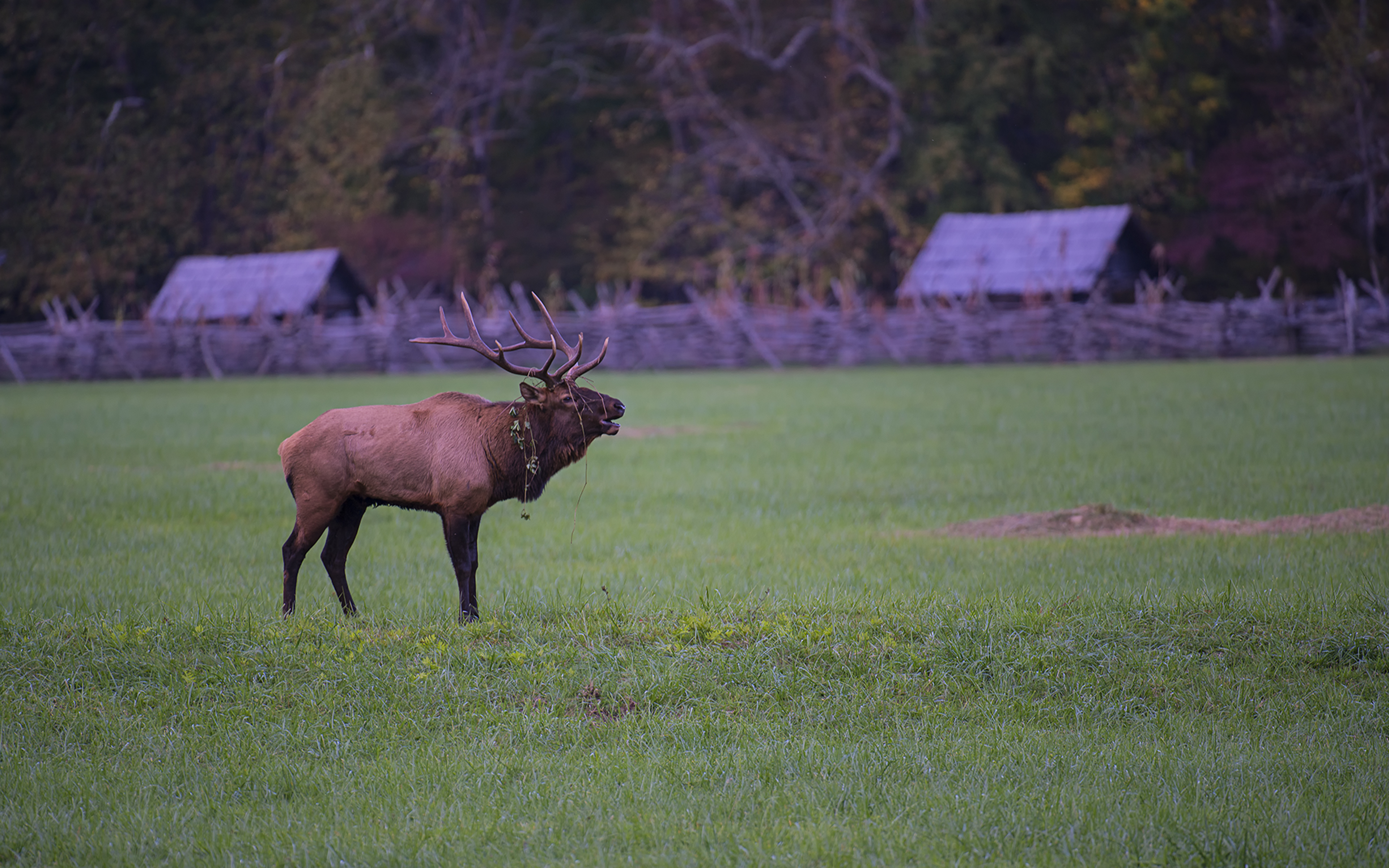Bull Elk