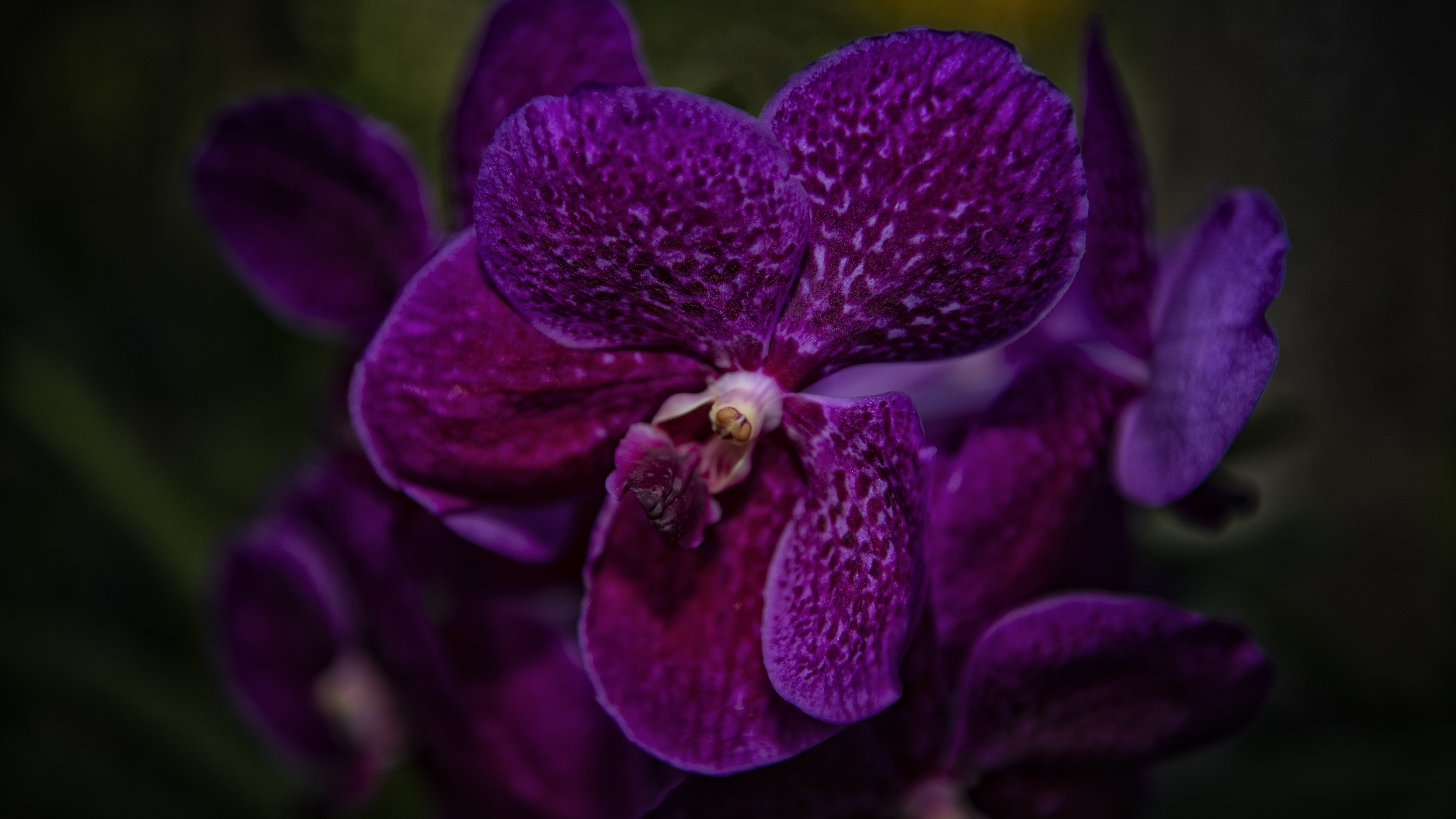 Orchid in Chiang Mai