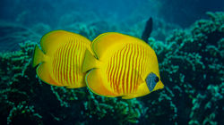 Masked butterflyfish