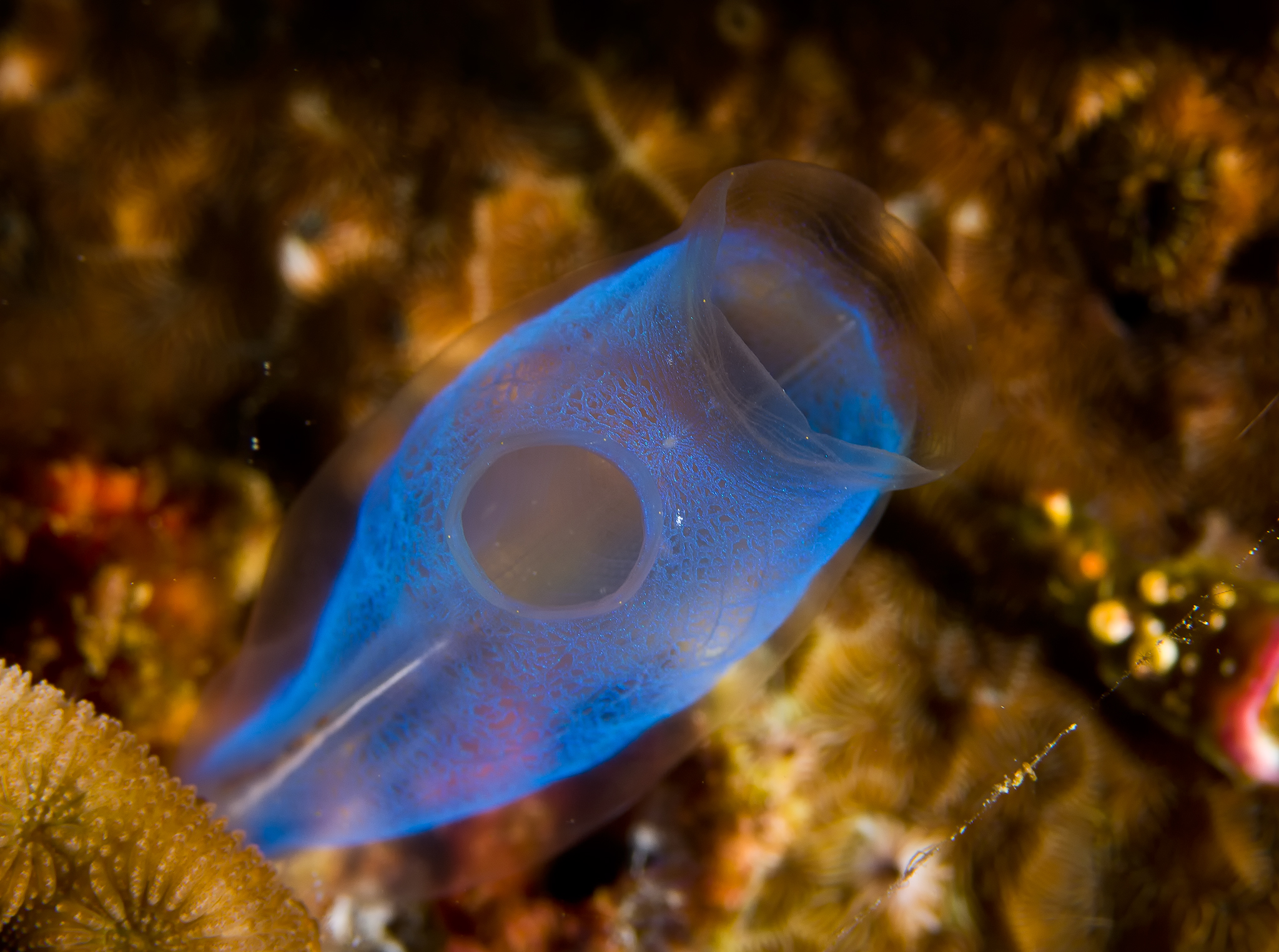 Transparent Sponge