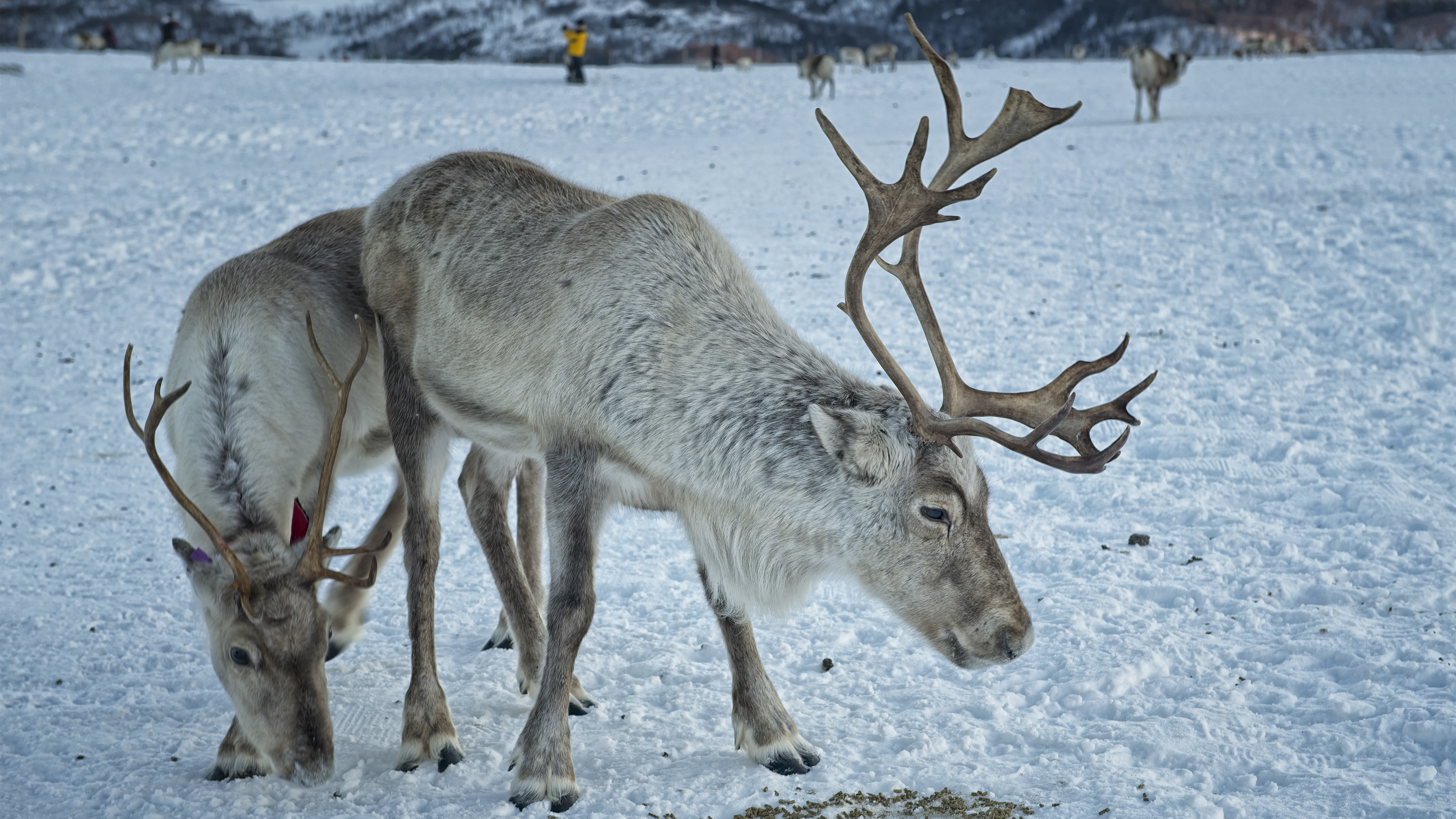 We Found Rudolf in Tromso