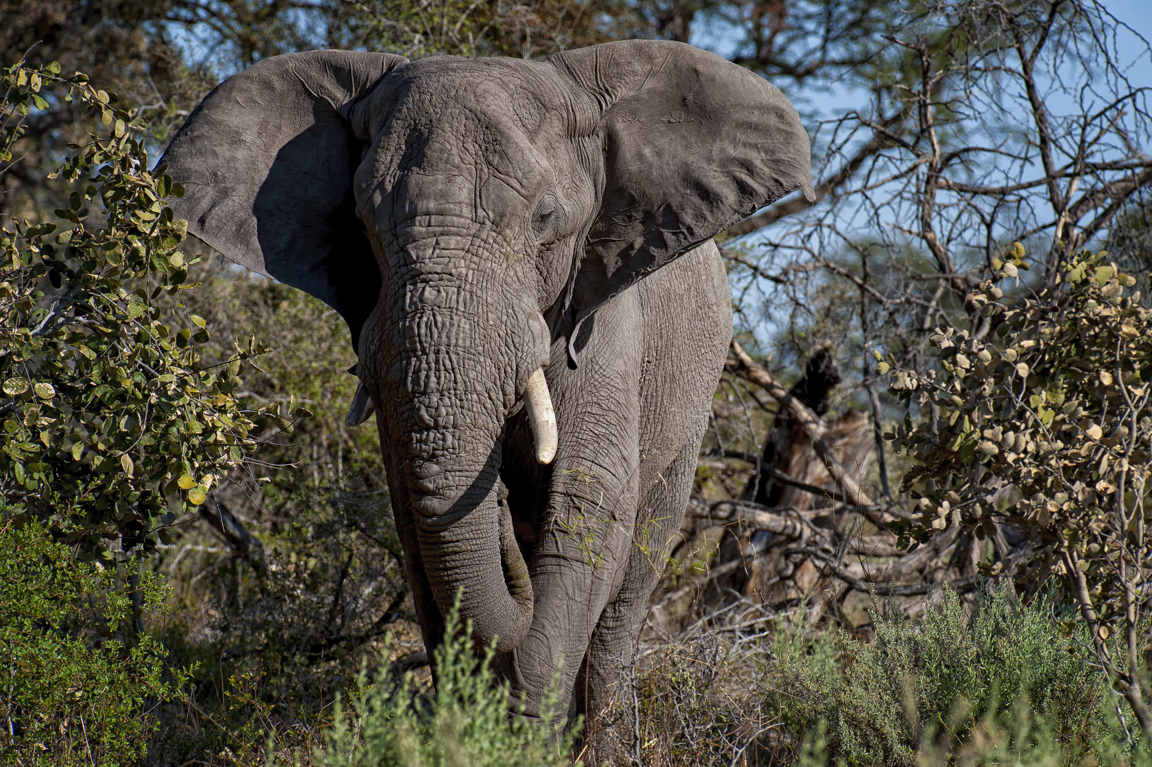 Bull Elephant