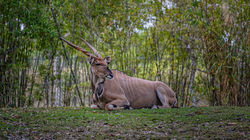 Kudu at the Zoo Miami