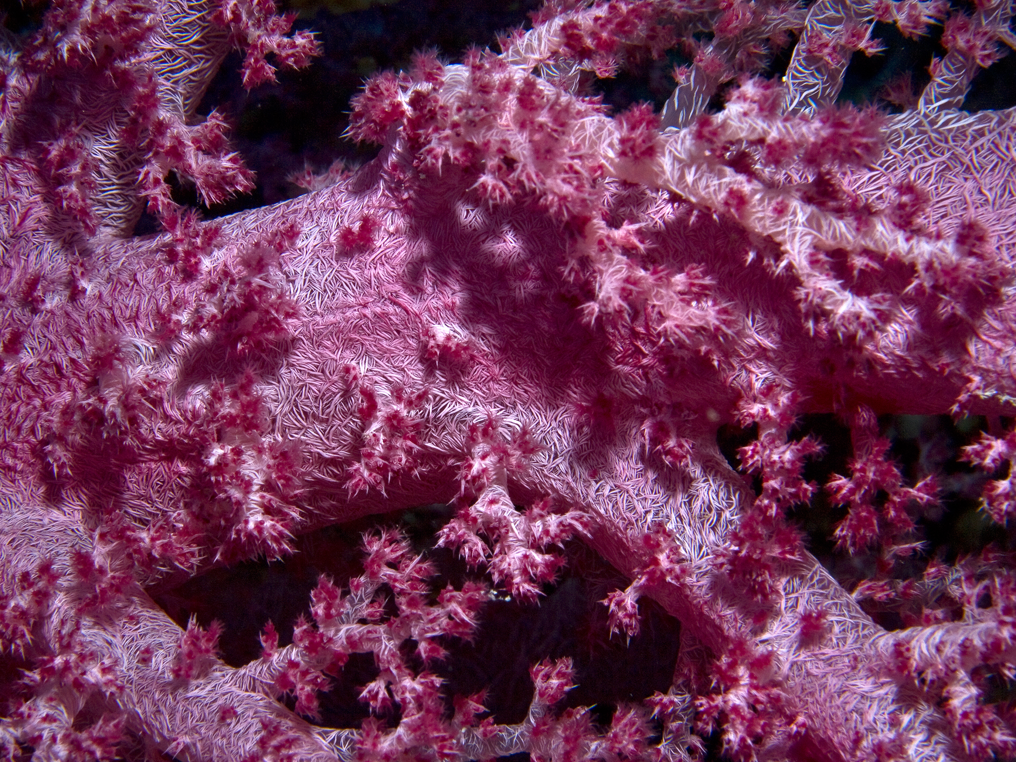 Red Sea Soft Coral