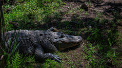 Gator Resting