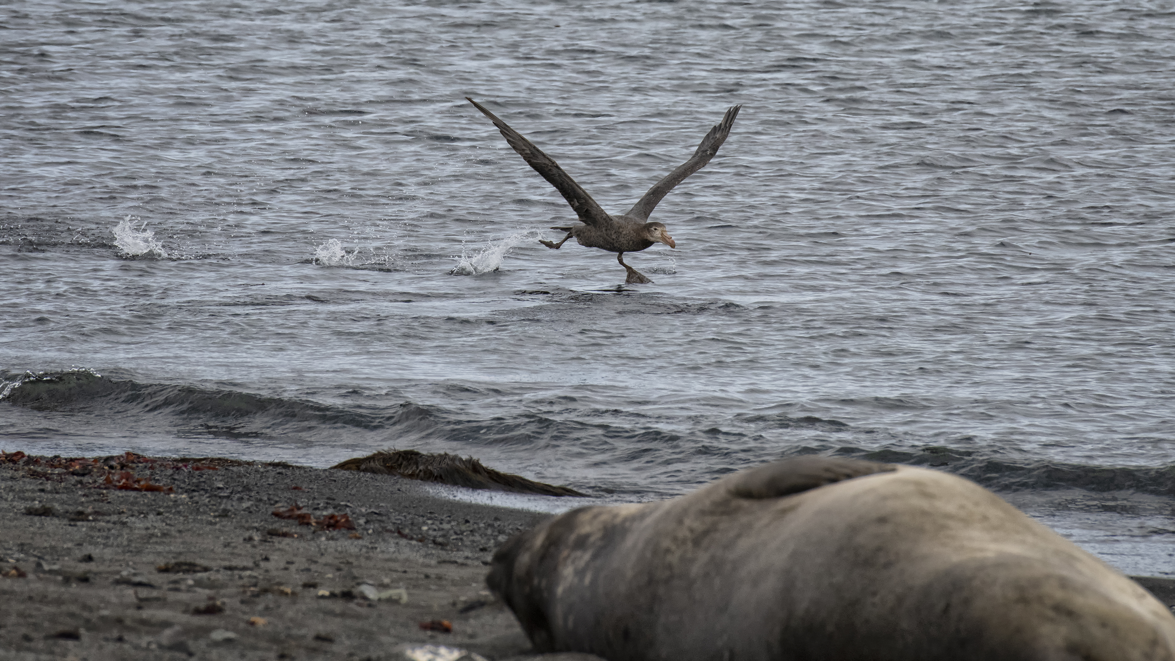 Albatross Taking Off Elephant Point