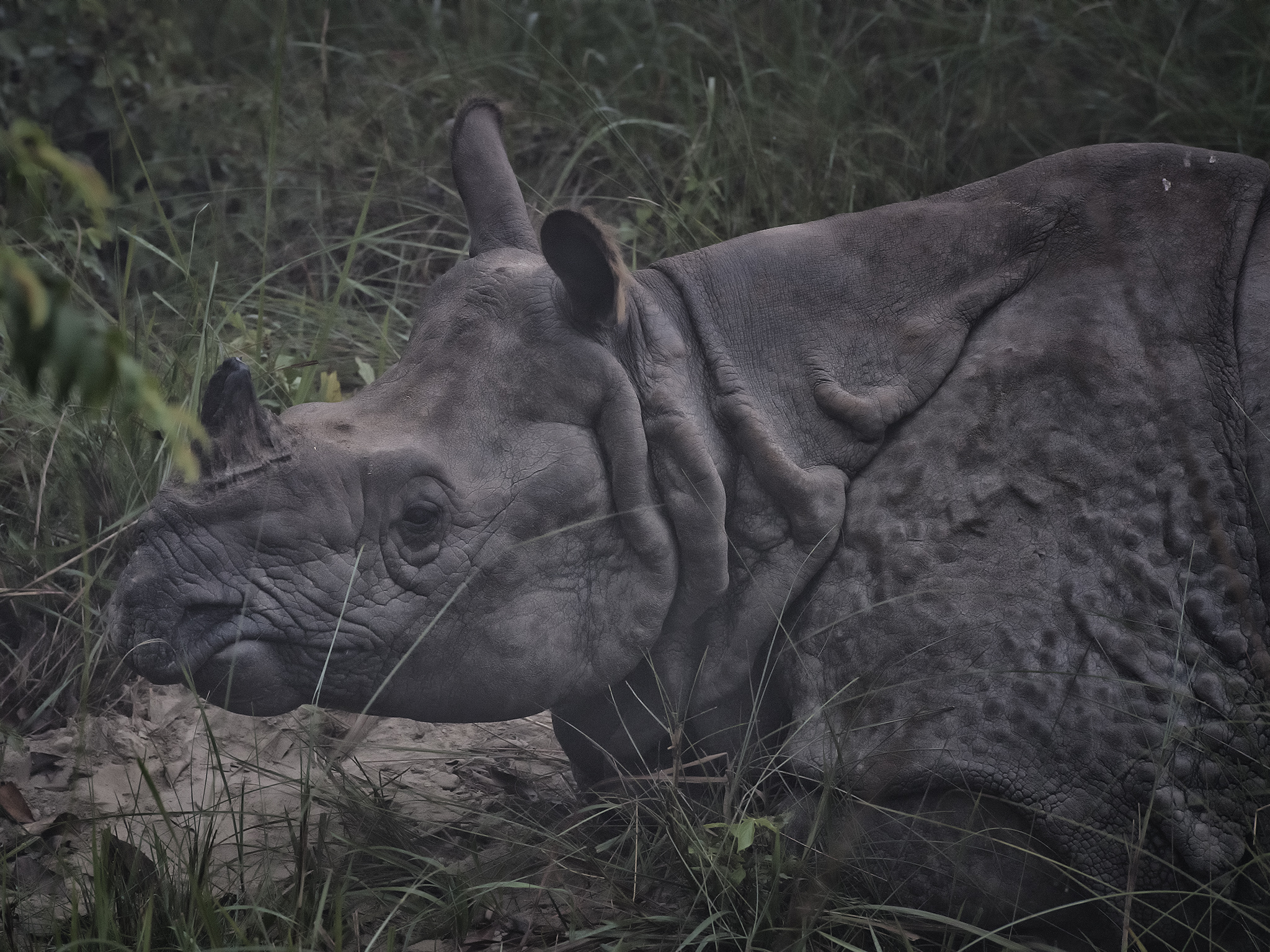 One Horned Asian Rhino