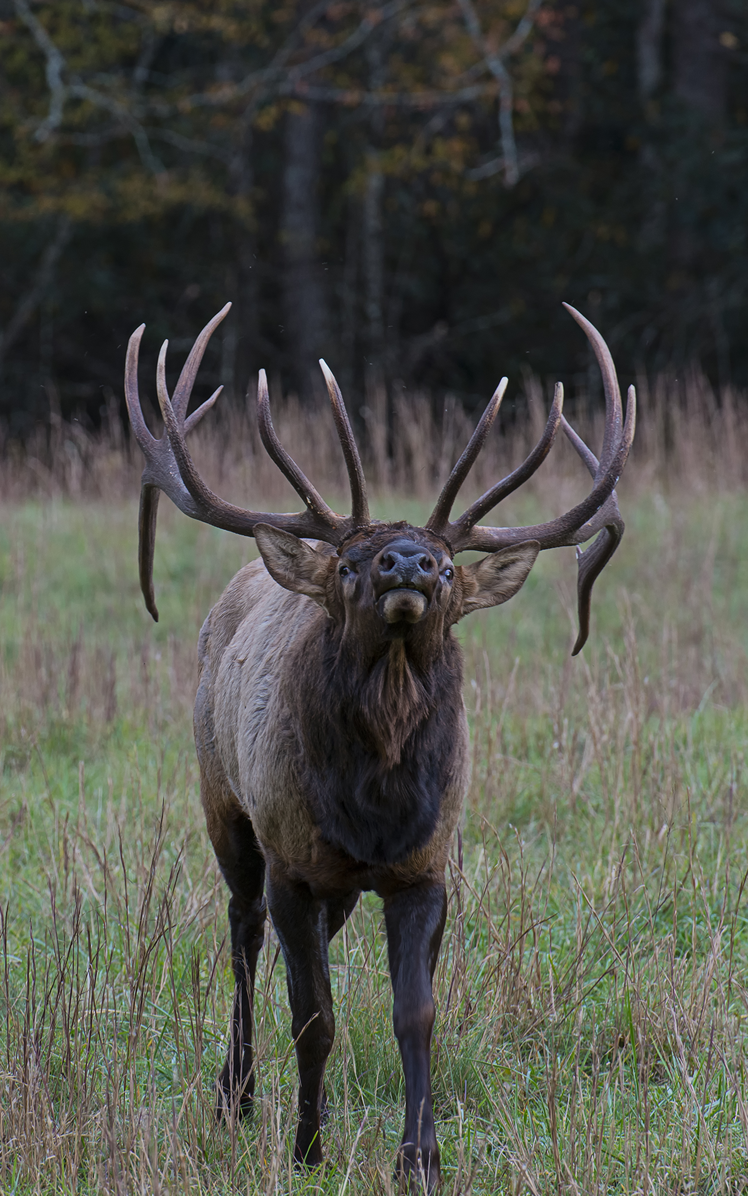 Bull Elk