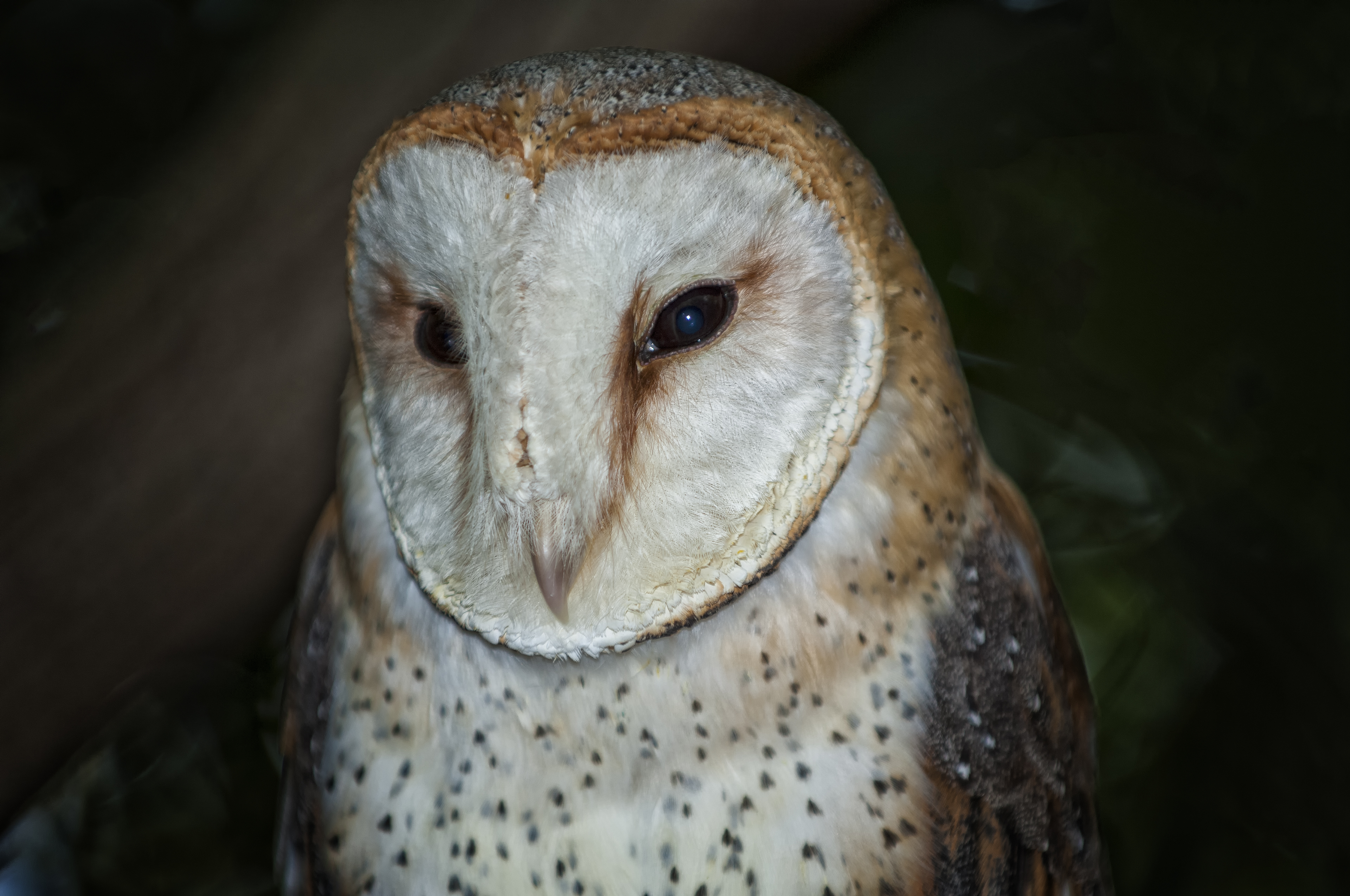 Wise Old Owl