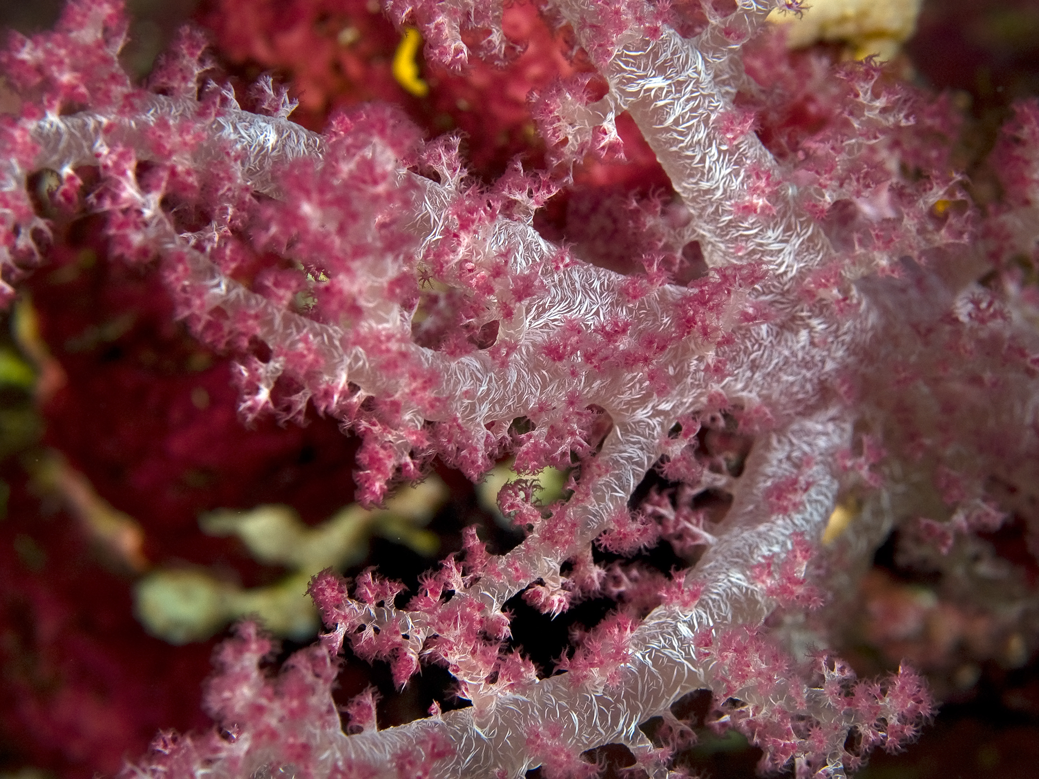 Red Sea Softcoral