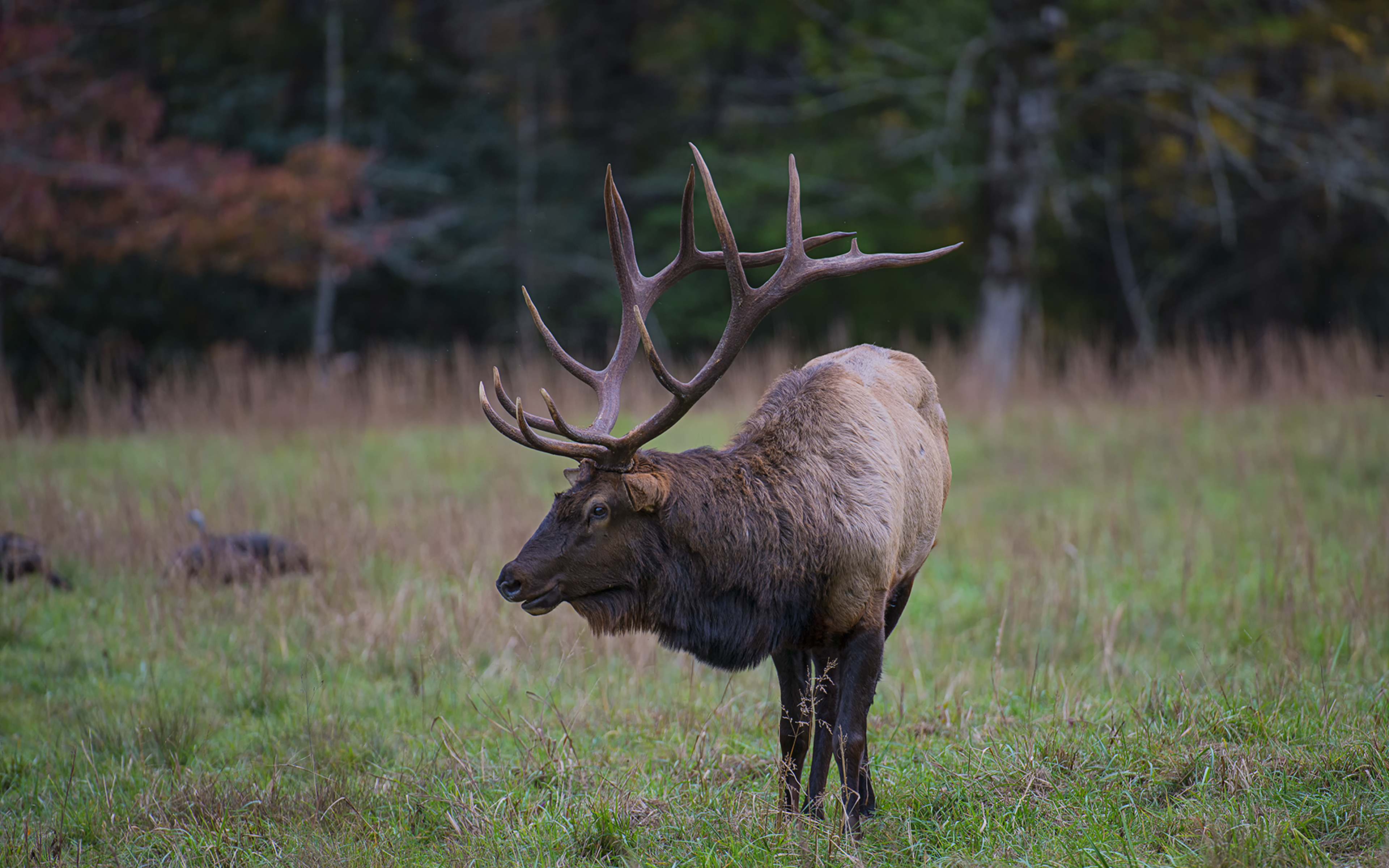 Bull Elk