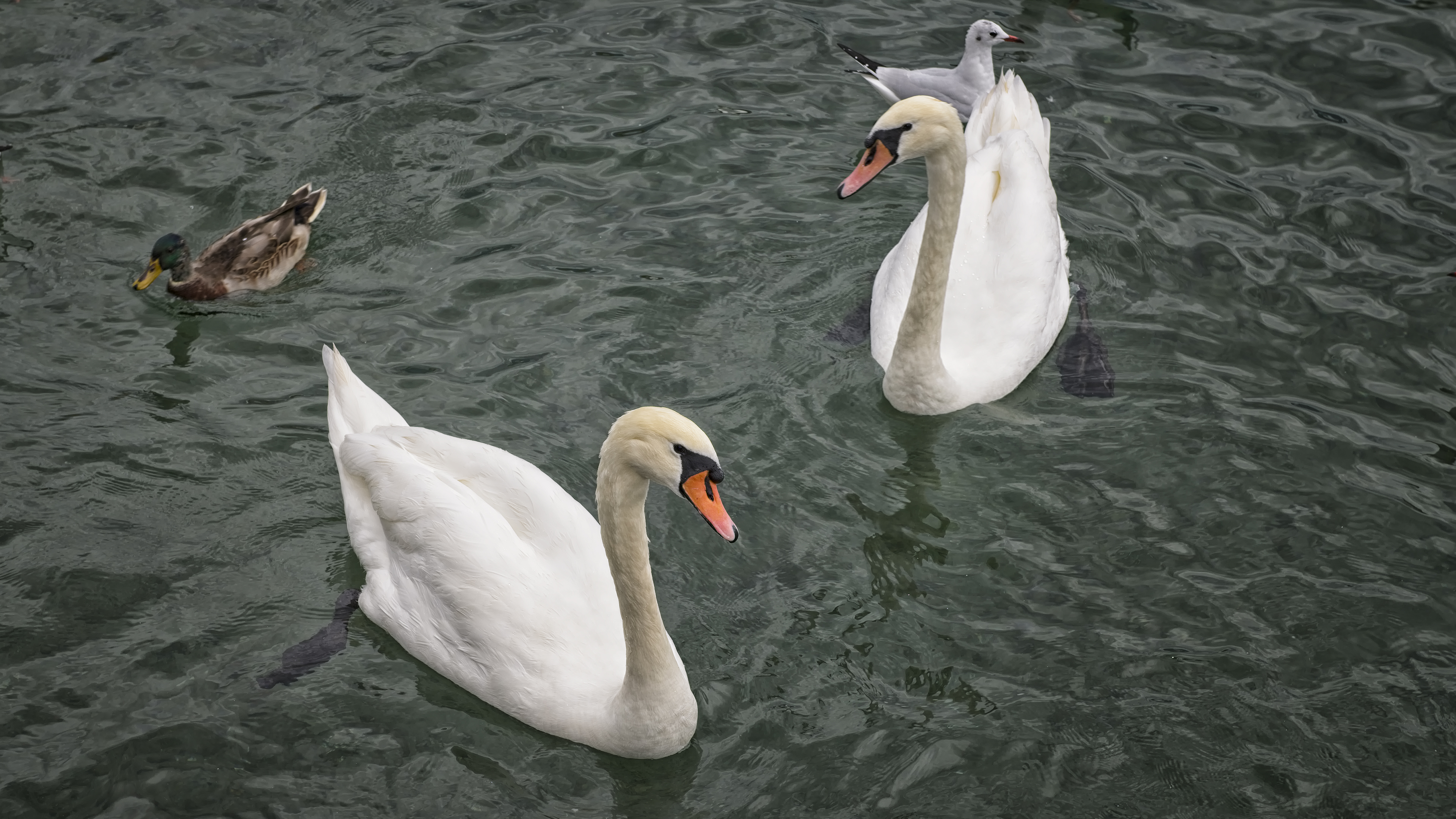 Swans in Lake Geneva