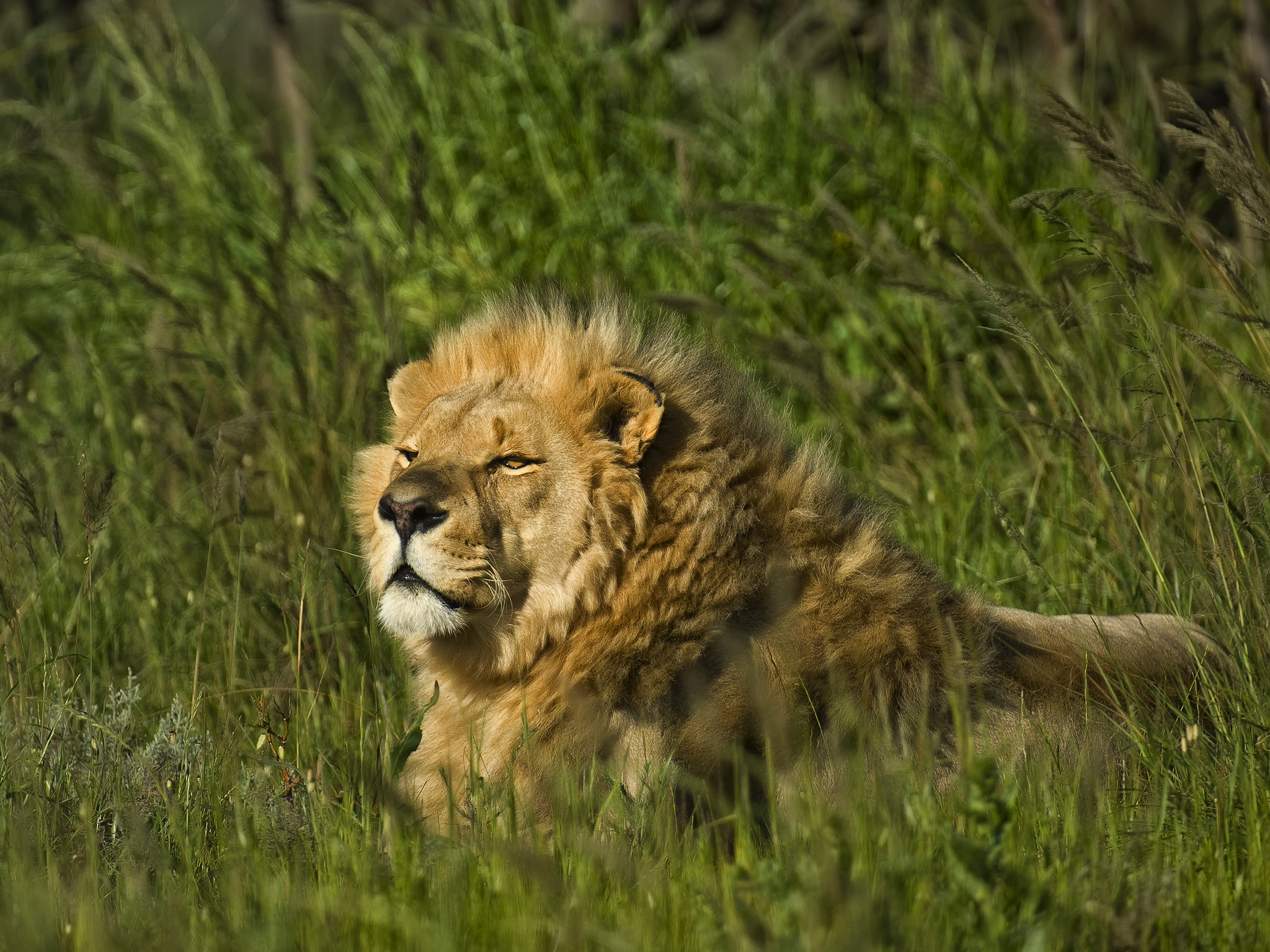 Lion in Field