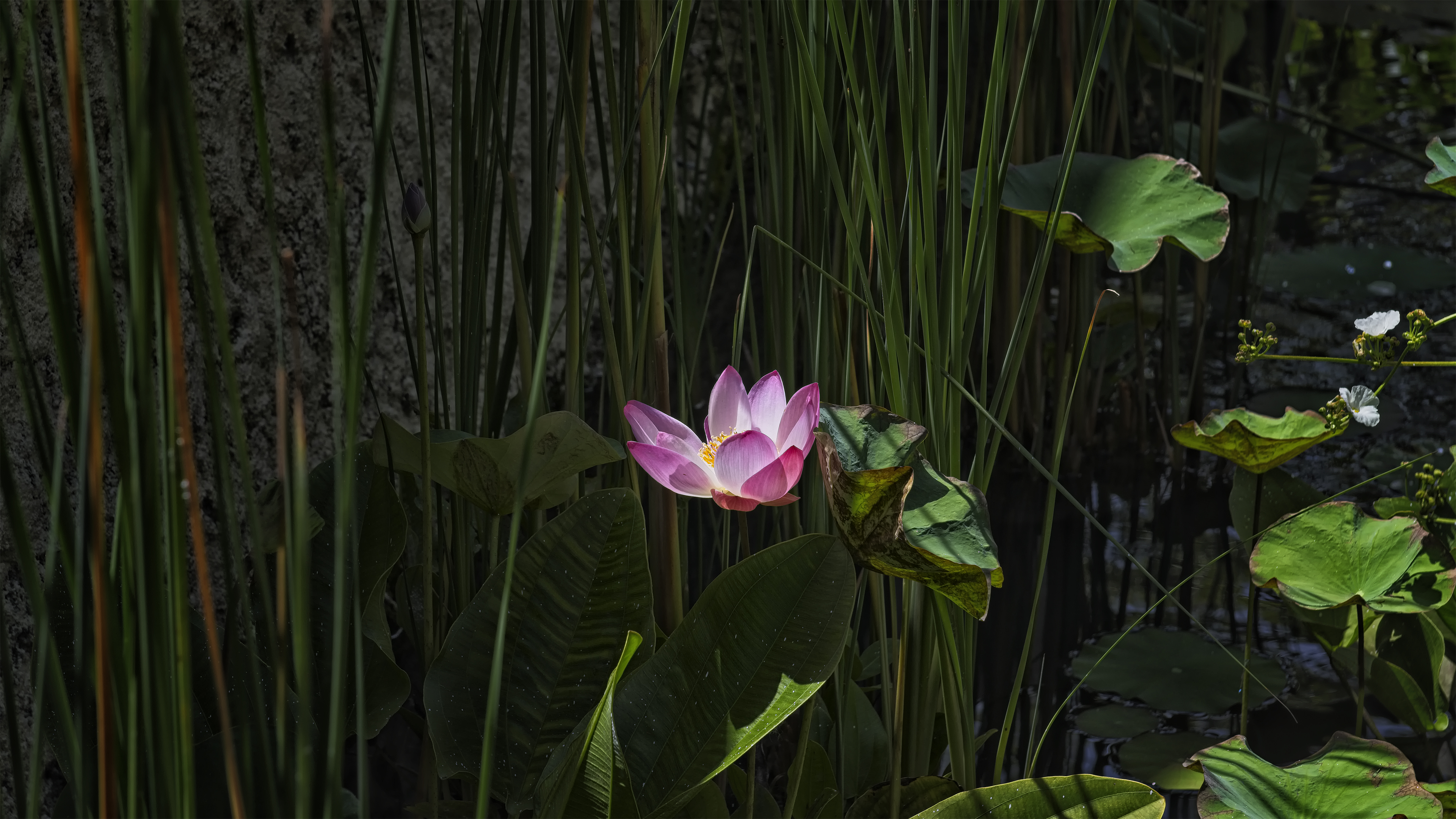 Lotus Flower in Bali