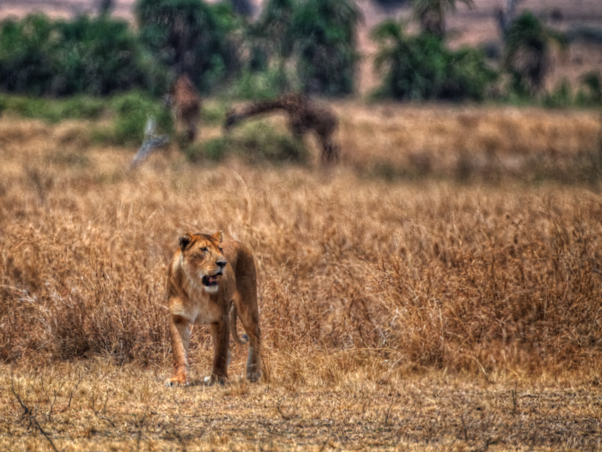 On the Prowl