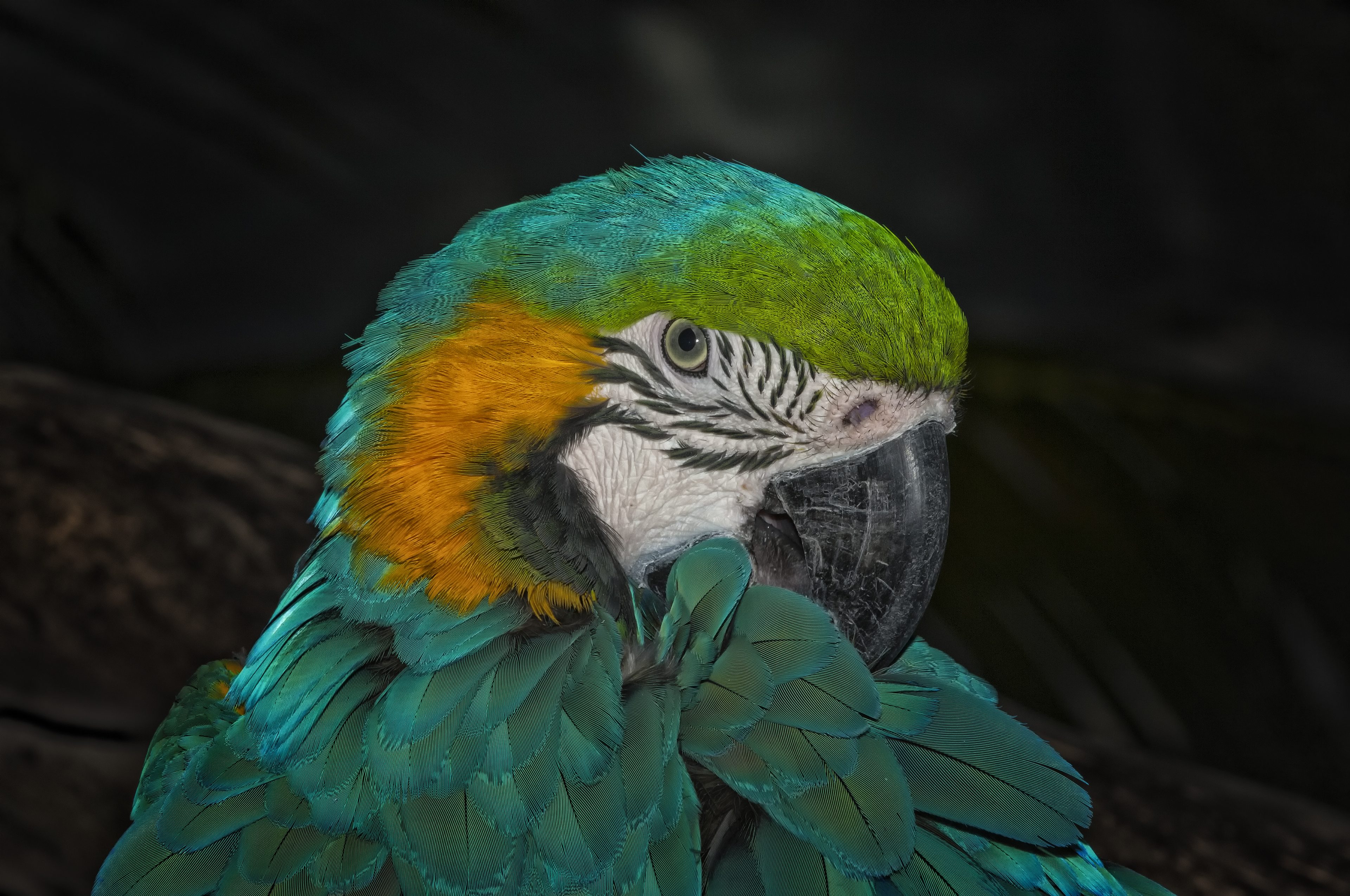 Parrot