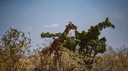 Giraffe feeding