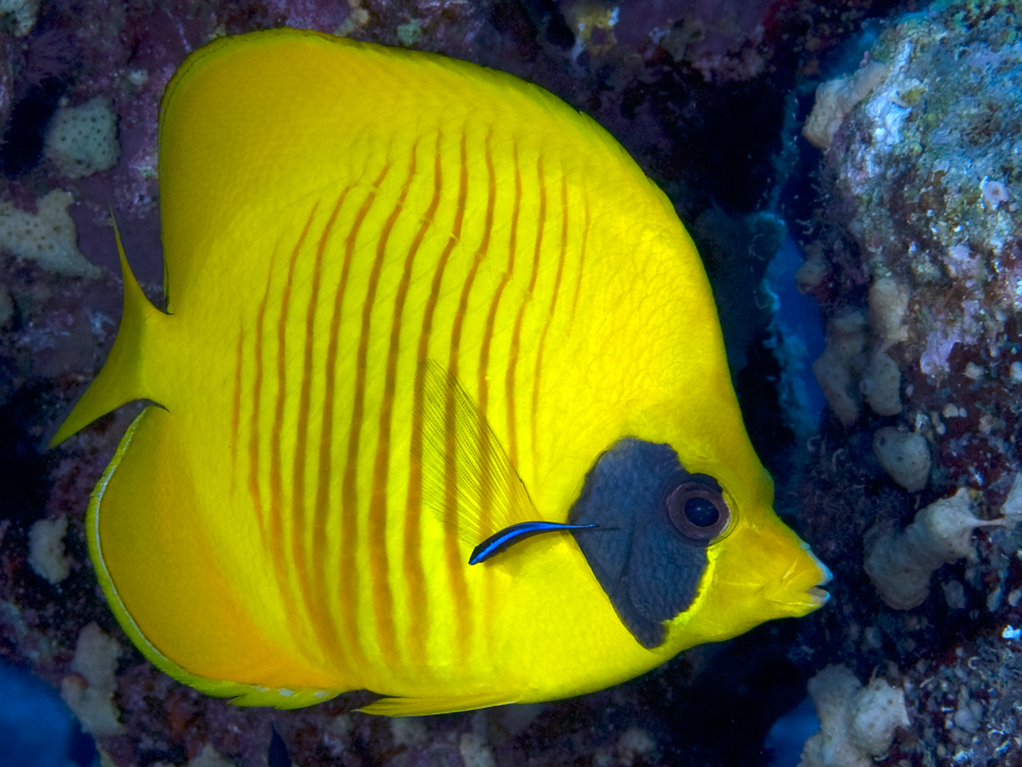 Butterfly Fish - Cleaner Wrasse