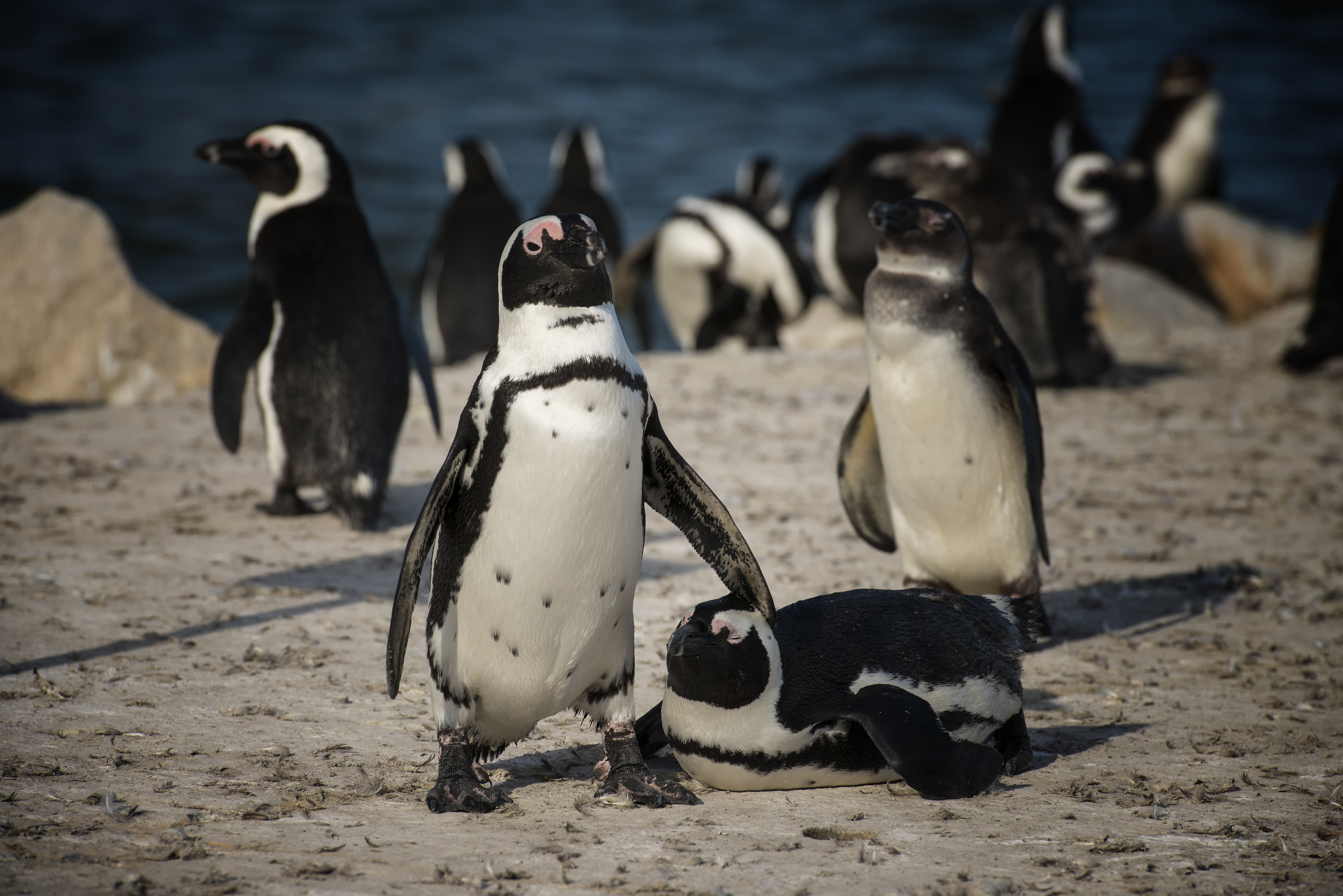 South African Penguin in Gordons Bay
