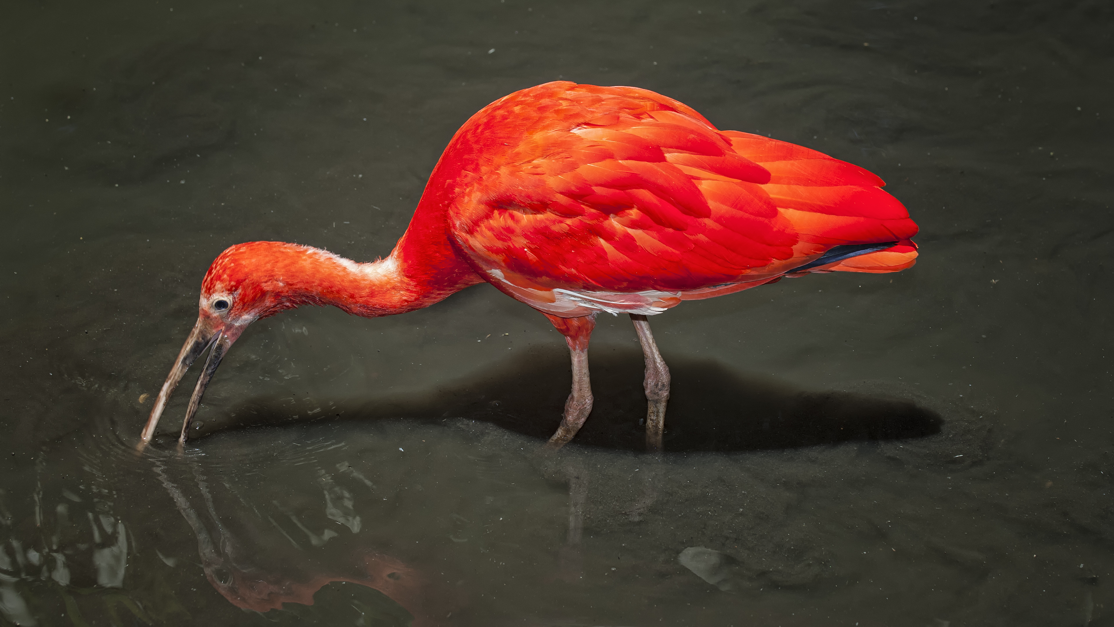 World of Birds
