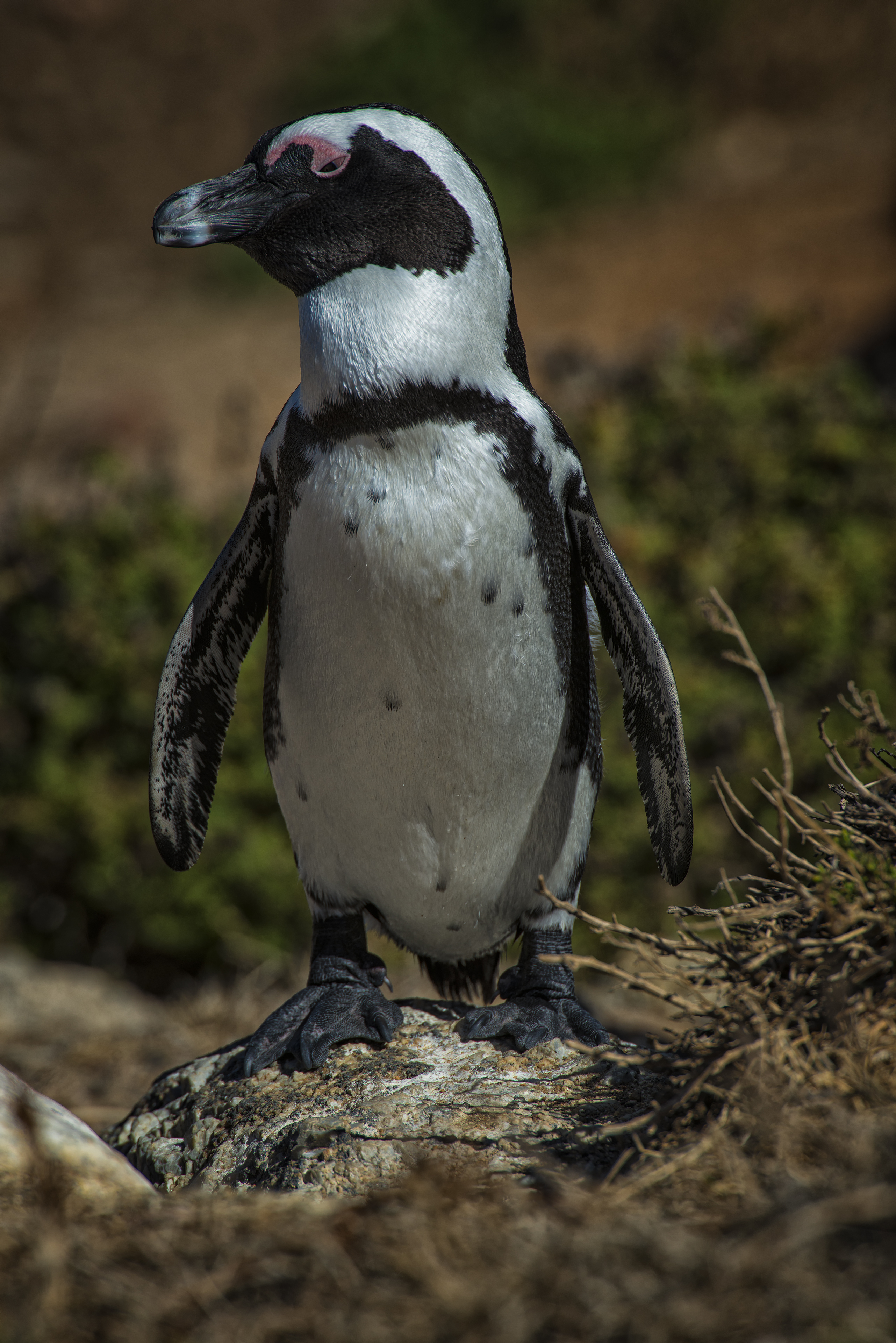 South African Penguin in Gordons Bay