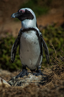 South African Penguin in Gordons Bay