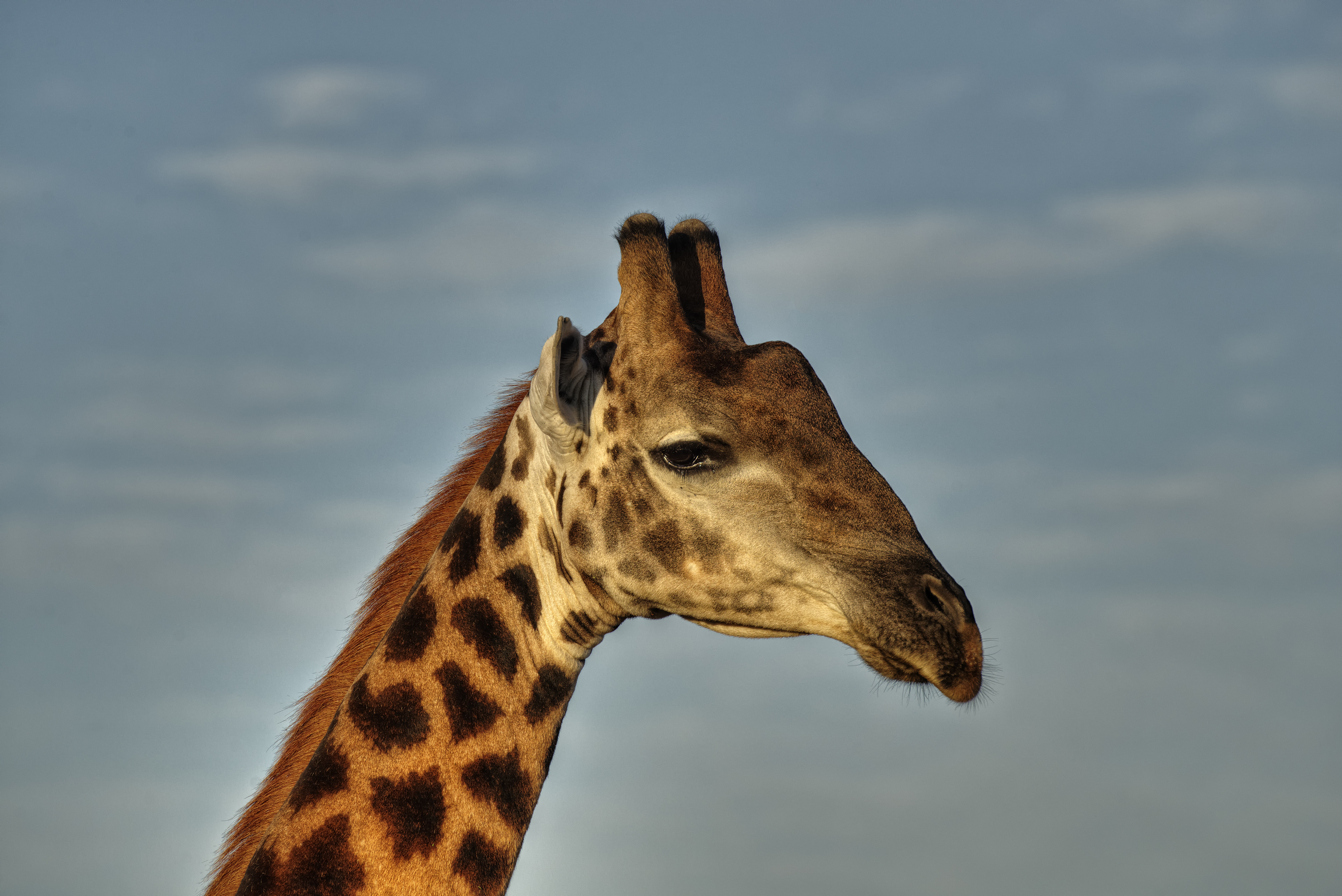 Sanbona Wildlife Reserve