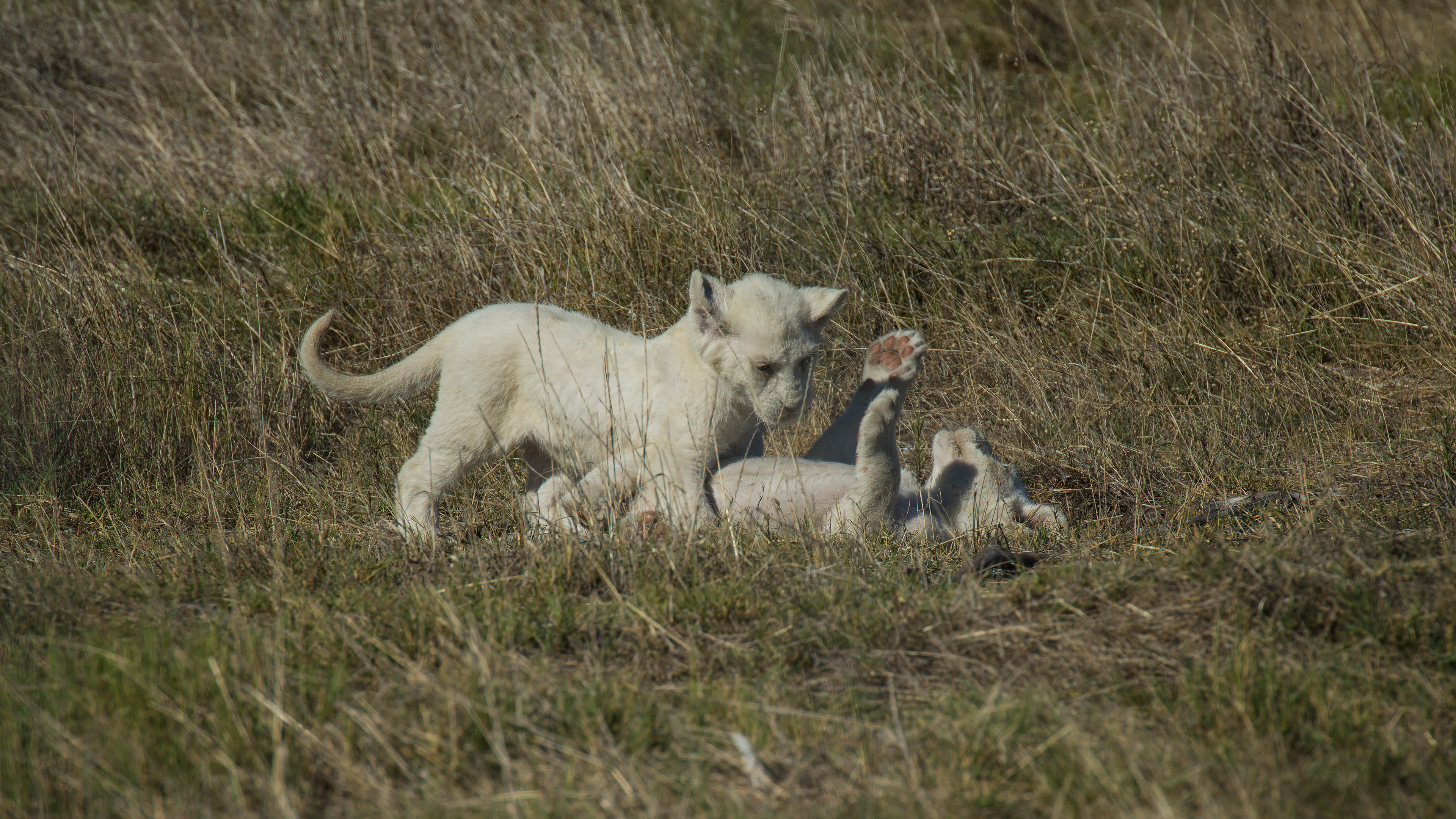 Playfull Cubs
