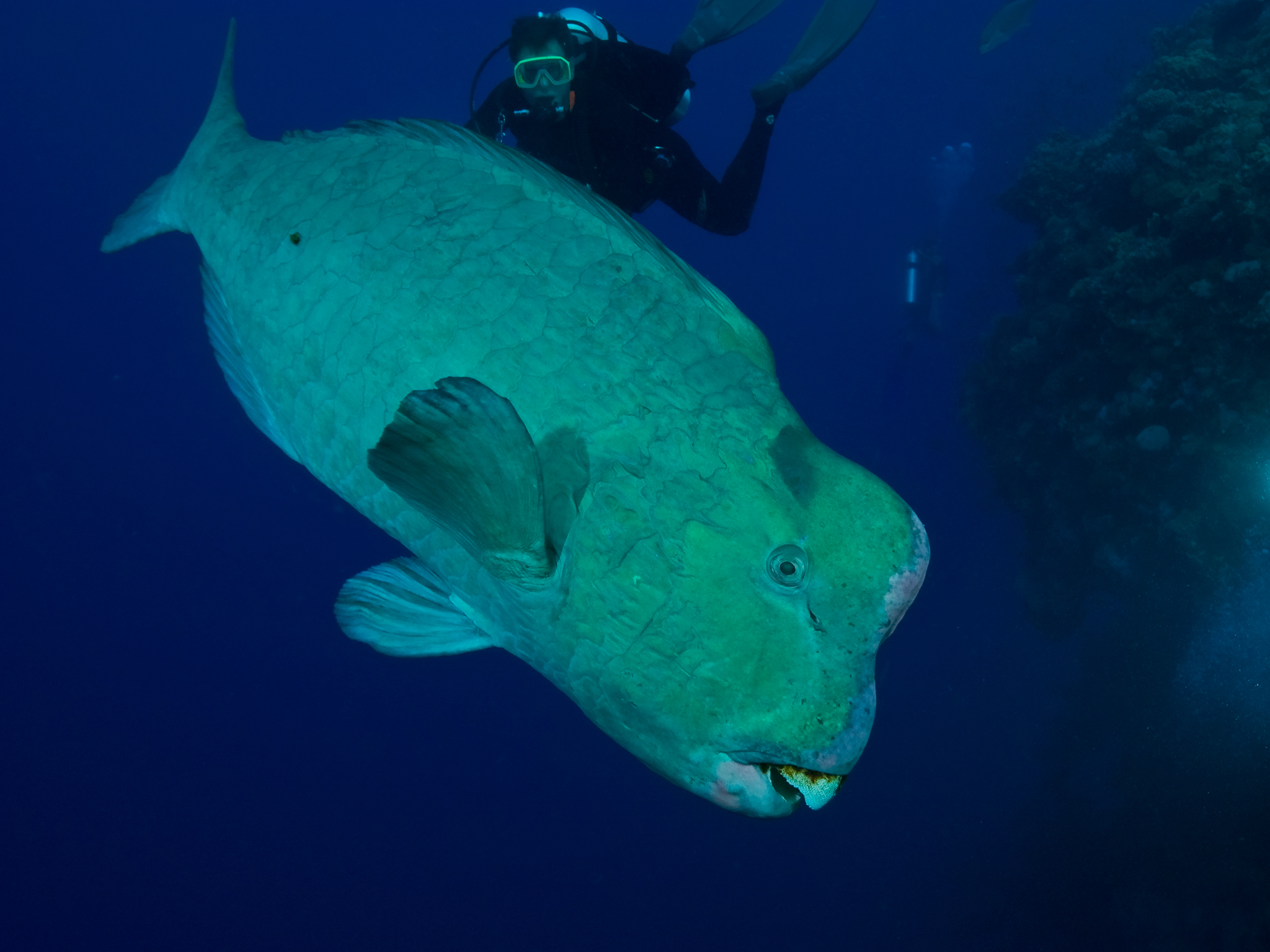 Humphead Parrotfish