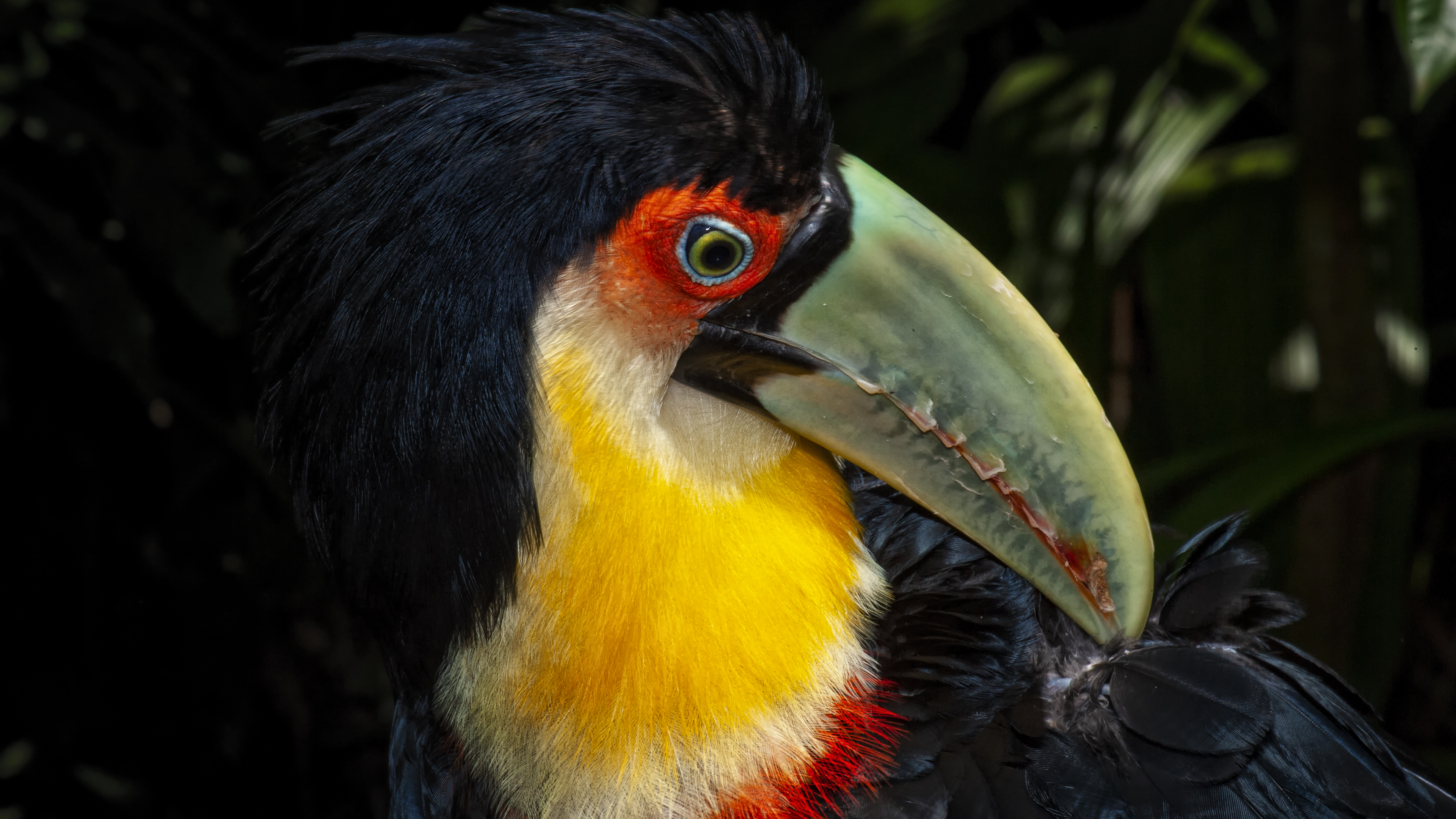 Tucan