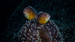 A Pair of Pink Anemonefish