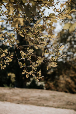 mariage au domaine de la Fauconnie en Dordogne-6