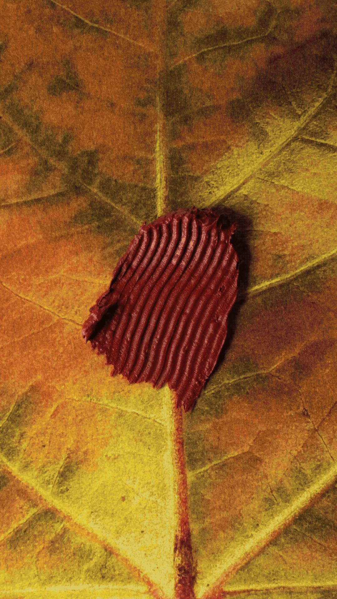 Adobe Express - 26_Social_0922_SLTonleaves_9x16.gif