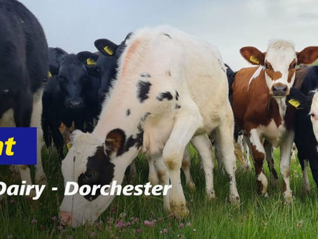 From Cows to Honey: How One Farmer Uses Tech to Balance a Legacy