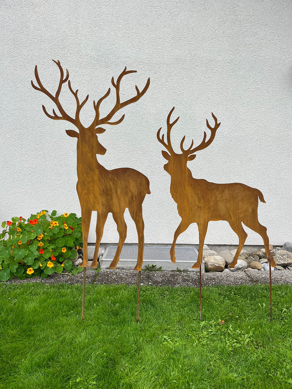 Miniaturbild: Hirsch Sämi 105cm