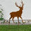 Miniaturbild: Hirsch 3 an Stäben