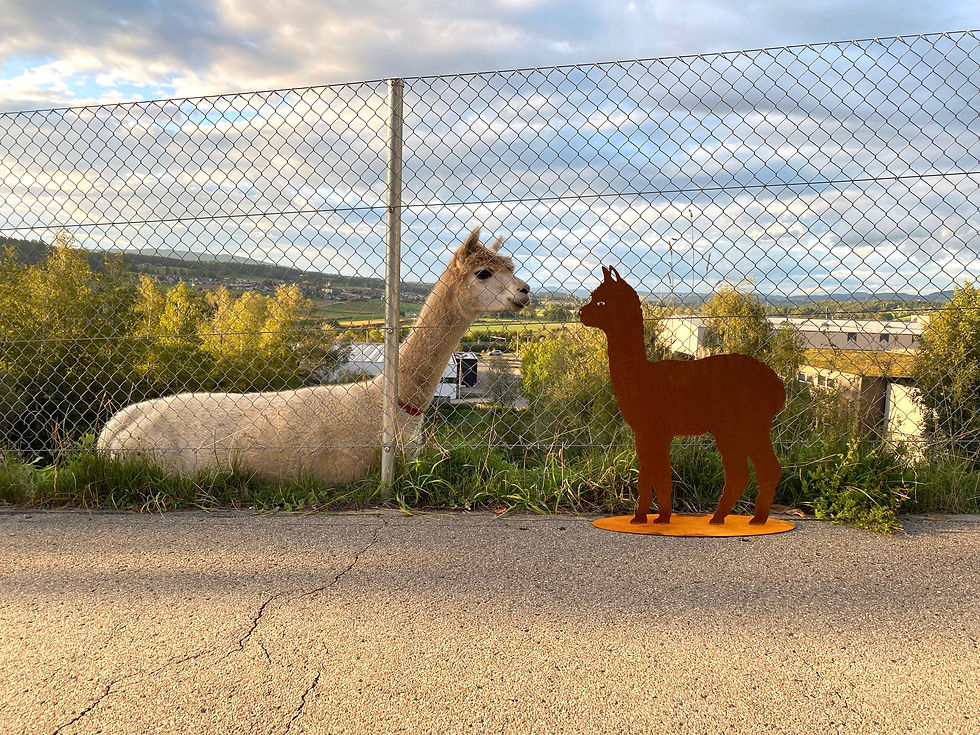 Miniaturbild: Alpaka gross 104cm