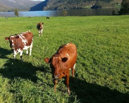 All and no reasons to go rural
