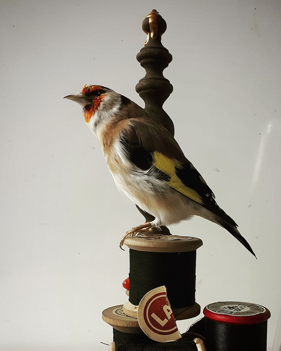 THE FABRIZIUS GOLDFINCH