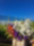 Bright white and orange flowers stand out against a clear blue sky and fence